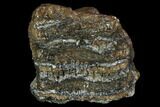 Bargain, Southern Mammoth Molar Section - Hungary #123656-1